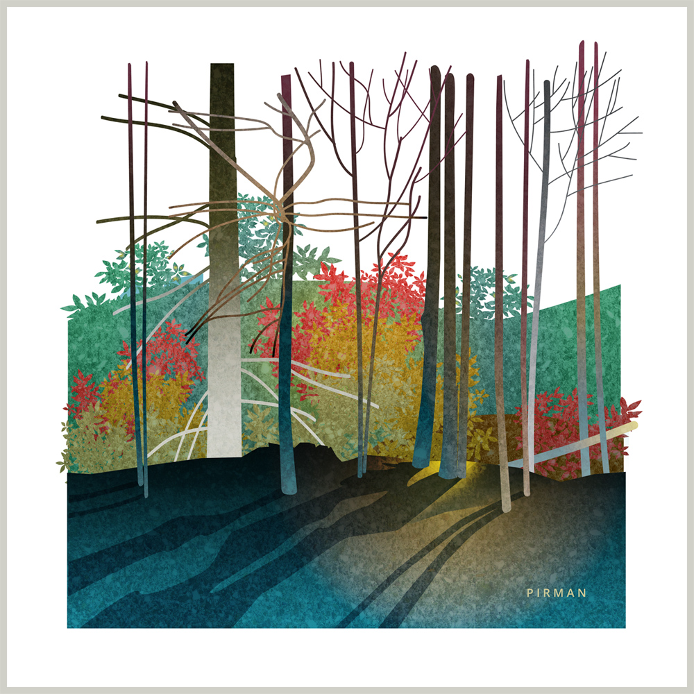 Redwood tree forest 1000